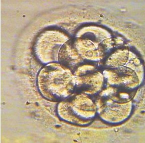 ART WFMS�o����ֳ����������ϵ�y(t��ng)